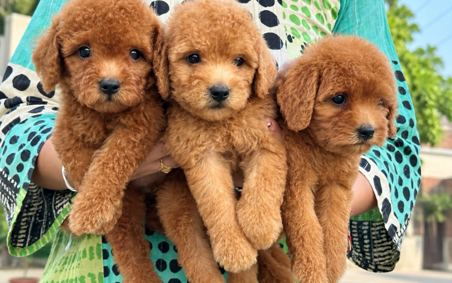 Three golden Goldendoodle puppies held together in a person's arms