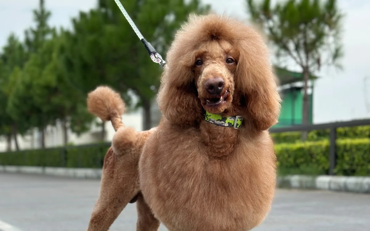 Adult Standard Poodle outdoors on a lead