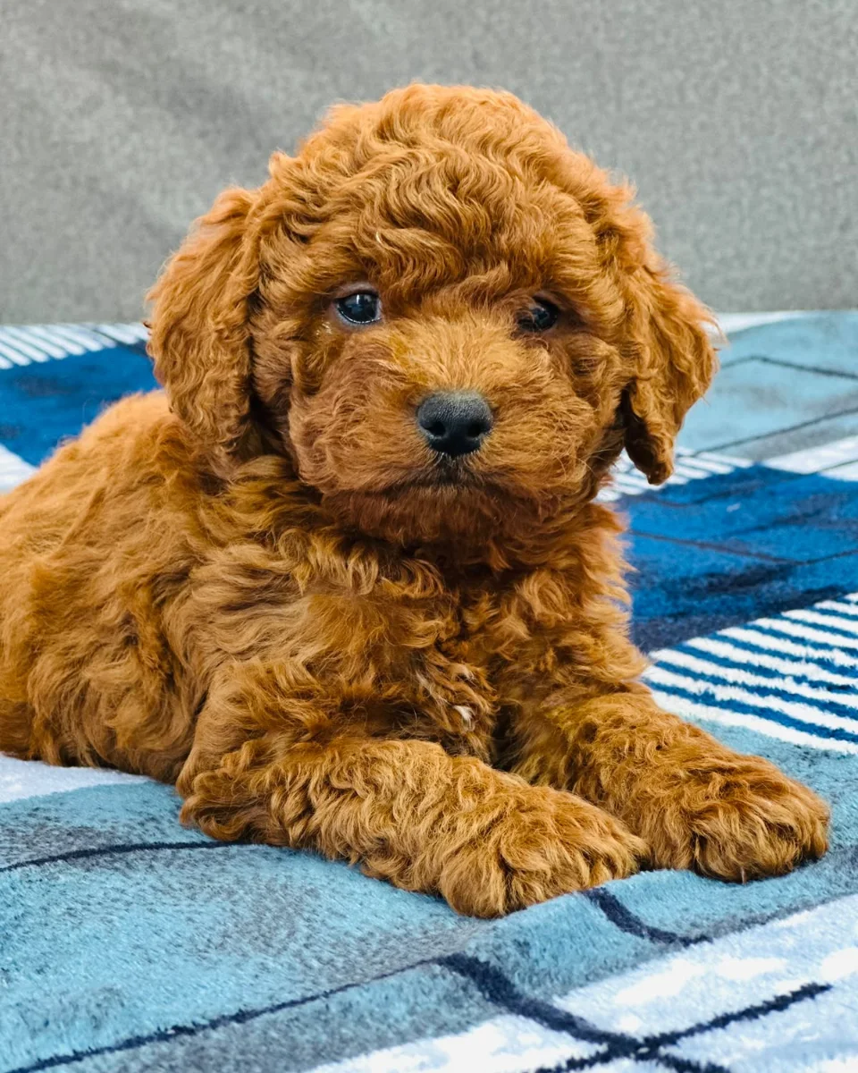 Close-up of a curly red Goldendoodle puppy on a blue check blanket