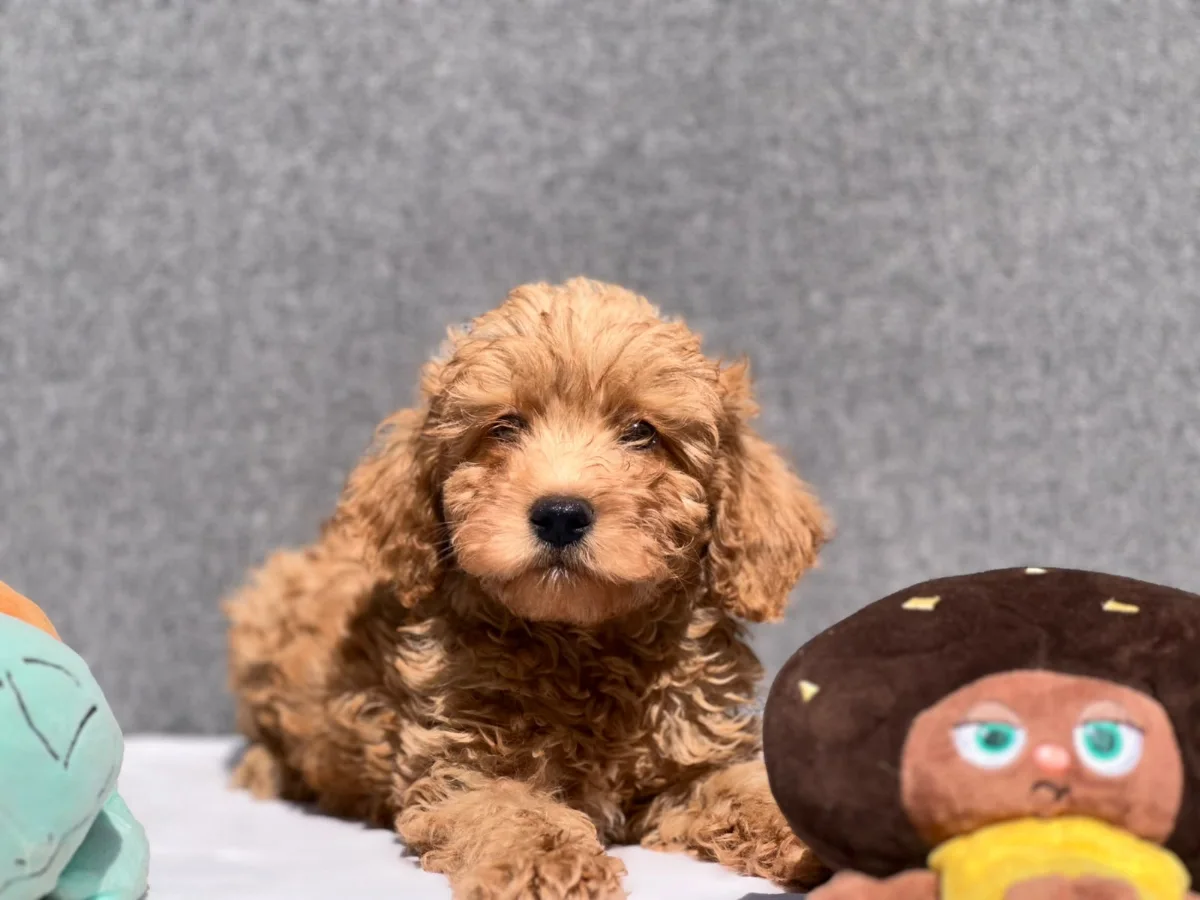 Golden Goldendoodle puppy lying on a white rug between soft toys